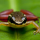 Illustration for article titled Three ultra-tiny, mysterious lost frogs discovered
